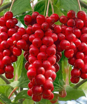 Eastern prince magnolia vine | Schisandra chinensis eastern prince Eastern Prince Magnolia Vine bright red fruits.