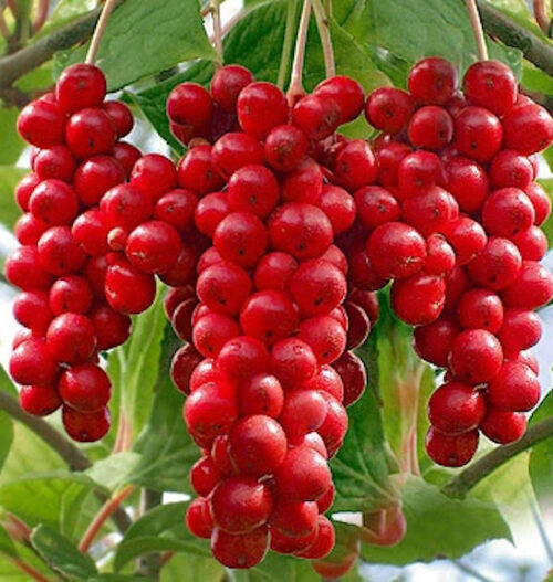 Eastern Prince Magnolia Vine bright red fruits.