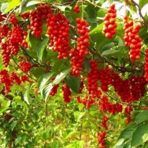 Eastern Prince Schisandra Vine bright red fruits hanging from the vine.
