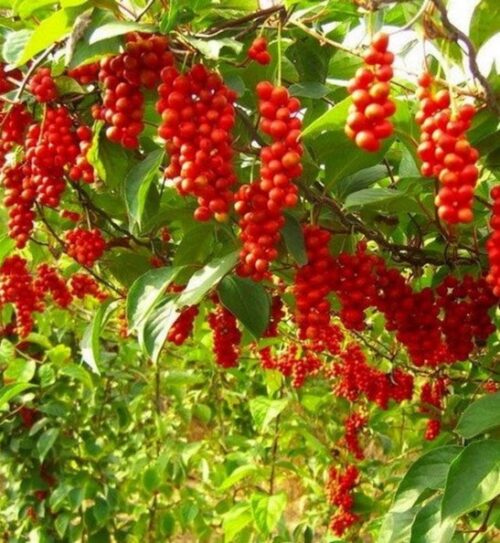 Eastern prince schisandra vine | Schisandra chinensis eastern prince Eastern Prince Schisandra Vine bright red fruits hanging from the vine.