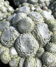 Colorockz Arctic White Cobweb Hens and Chicks web overlaid greeen