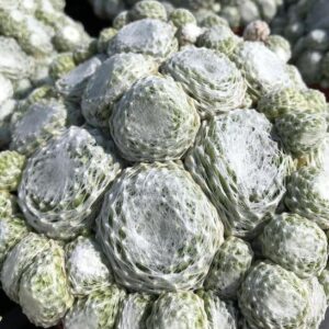 Colorockz arctic white cobweb hens and chicks | Sempervivum colorockz arctic white Colorockz Arctic White Cobweb Hens and Chicks web overlaid greeen