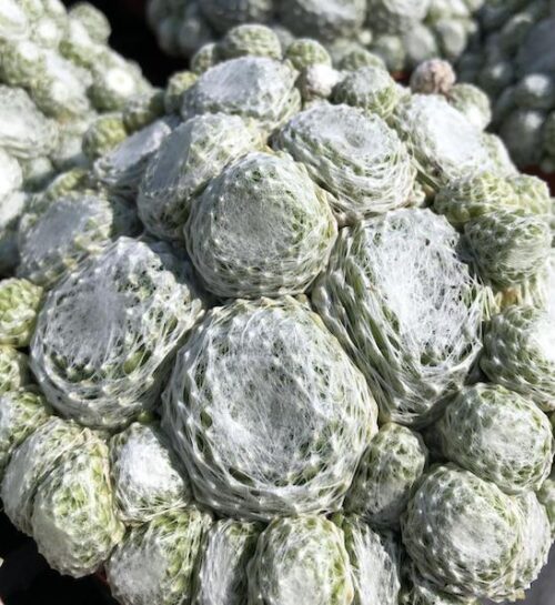 Colorockz arctic white cobweb hens and chicks | Sempervivum colorockz arctic white Colorockz Arctic White Cobweb Hens and Chicks web overlaid greeen