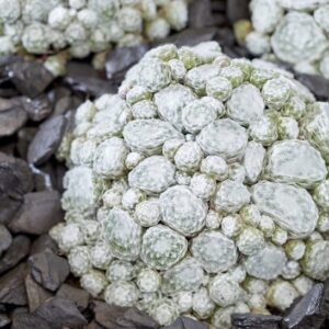 Colorockz arctic white cobweb houseleek | Sempervivum colorockz arctic white succulent rosettes.