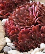 Colorockz Coral Red Hens and Chicks bright red succulent.