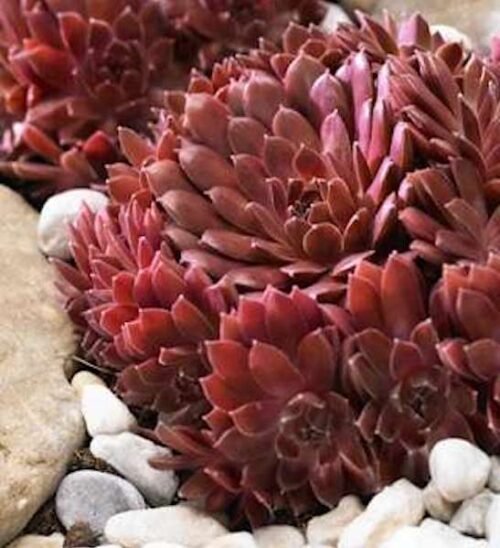Colorockz Coral Red Hens and Chicks bright red succulent.