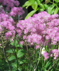 Pink flowers of Columbine Meadow Rue on tall stems of foliage.