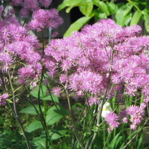 Pink flowers of Columbine Meadow Rue on tall stems of foliage.