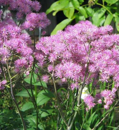 Pink flowers of Columbine Meadow Rue on tall stems of foliage.