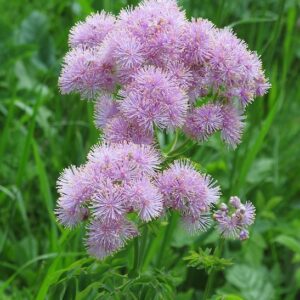 with pink flowers above.