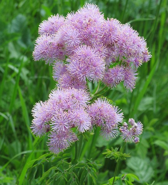 Columbine Meadow-rue | Thalictrum aquilegiifolium | CANADA