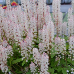 flowers in conical bottle brushes; and lime green foliage veined with purple.