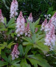 Pink Bouquet Foam flower plant with small