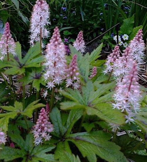 Pink Bouquet Foam flower plant with small