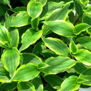 Autumn glow formosa toad lily | Tricyrtis formosana autumn glow orchid-like flowers.