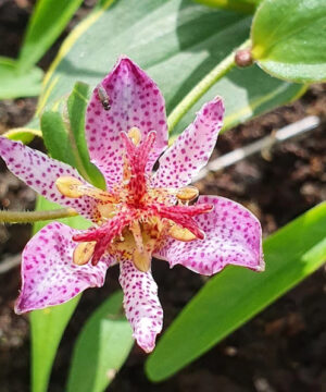 Autumn Glow Toad Lily showy