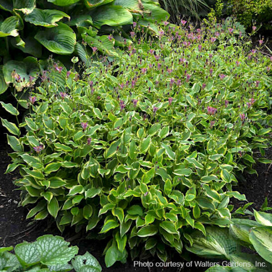 Autumn glow toad lily | Tricyrtis formosana autumn glow planting multicoloured