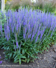 Blue Skywalker Spike Speedwell planting with tall spikes of blue flowers.