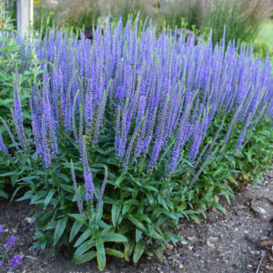 Blue skywalker spike speedwell | Veronica blue skywalker Blue Skywalker Spike Speedwell planting with tall spikes of blue flowers.