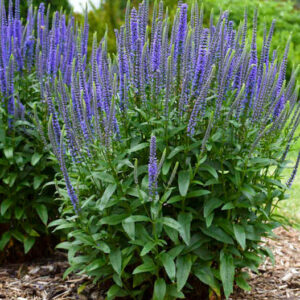 Blue skywalker veronica | Veronica blue skywalker Blue Skywalker Veronica clumping habit with talll blue flower spikes.