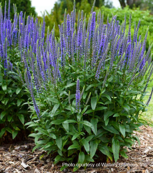 Blue skywalker veronica | Veronica blue skywalker Blue Skywalker Veronica clumping habit with talll blue flower spikes.