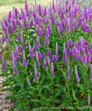 The Veronica Very Van Go Spike Speedwell tall