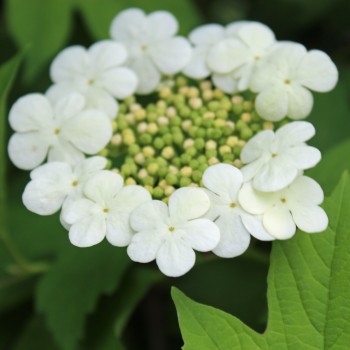 Phillips american cranberry bush | Viburnum trilobum phillips The pretty cream coloured flower of Phillips American Cranberry Bush.
