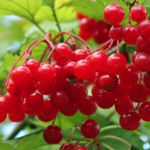 Phillips Highbush Cranberry bright red berries.