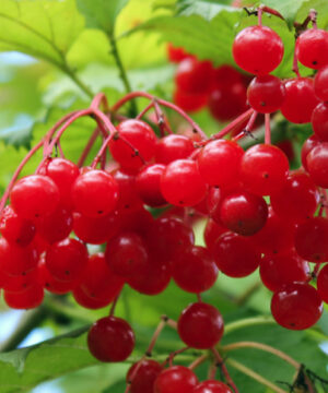 Philips highbush cranberry | Viburnum trilobum phillips Phillips Highbush Cranberry bright red berries.