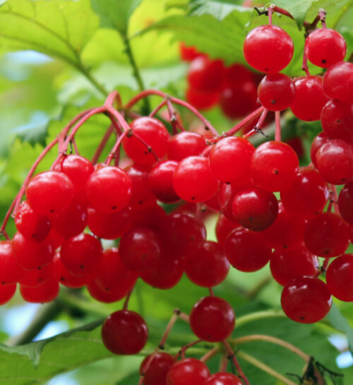 Phillips Highbush Cranberry bright red berries.