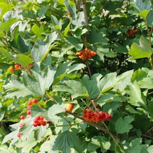 Phillips Highbush Cranberry bright red berries on the shrub.