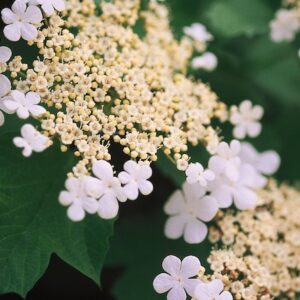 Wentworth American Cranberry Bush cream and white flowers.