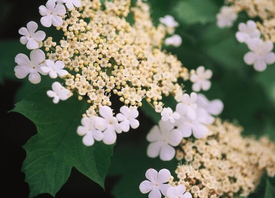 Wentworth american cranberry bush | Viburnum trilobum wentworth Wentworth American Cranberry Bush cream and white flowers.