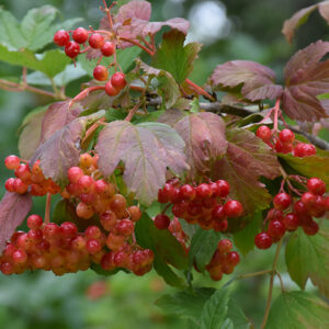 Wentworth American Cranberry Bush branches full of yellow red fruits.