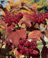 Clusters fo Wentworth Highbush Cranberry bright red fruits and golden bronze leaves.