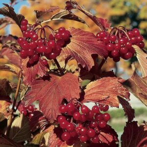 Clusters fo Wentworth Highbush Cranberry bright red fruits and golden bronze leaves.