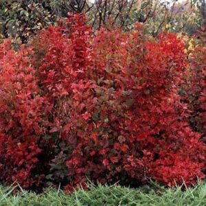 Red fall hedge of Wentworth Highbush Cranberry shrub.