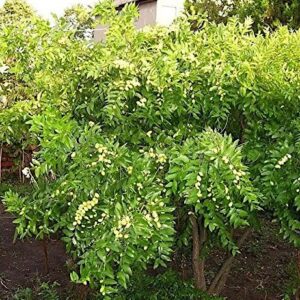 Autumn Beauty Chinese Date shrub in bloom.