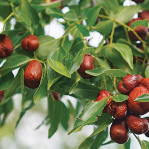 Autumn Beauty Jujube date-like fruit.