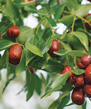 Autumn beauty jujube | Ziziphus jujuba autumn beauty Autumn Beauty Jujube date-like fruit.