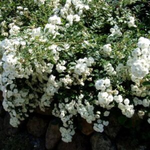 White creeping ground cover rose covered in double white blooms.