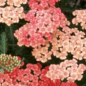 Apricot Delight Yarrow apricot and pink flower heads.