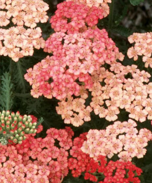 Apricot delight yarrow | Achillea millefolium apricot delight Apricot Delight Yarrow apricot and pink flower heads.