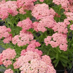 Apricot Delight Yarrow flowers of apricot and pink above green feathery foliage.