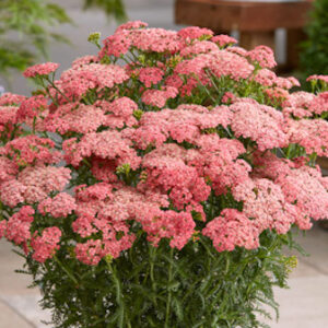 Apricot Delight Yarrow clump in a planter.