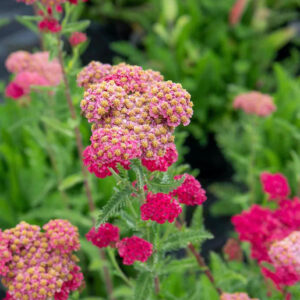 Sassy Summer Taffy Tall Pink Yarrow flowers of salmon pinks on tall stems with feathery green folaige.