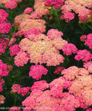 Sassy summer taffy yarrow | Achillea millefolium sassy summer taffy Sassy Summer Taffy Yarrow flower heads in salmons and pinks.