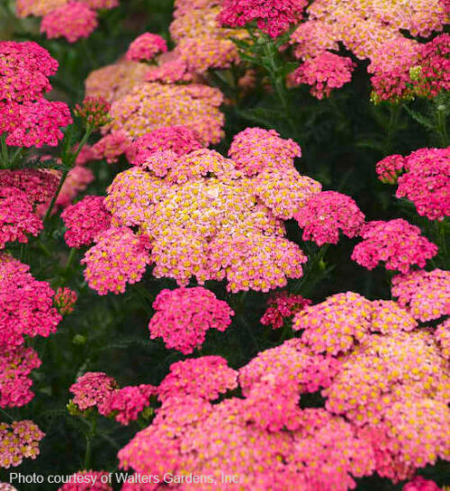 Sassy Summer Taffy Yarrow flower heads in salmons and pinks.