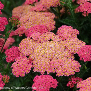 Sassy Summer Taffy Yarrow planting of flat flowerheads in salmon pink.