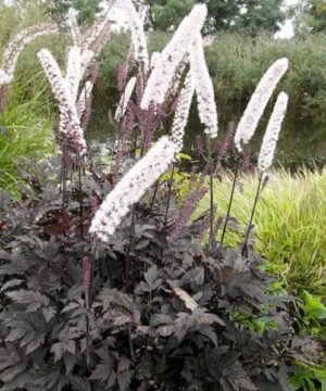 Chocoholic Bugbane | Actaea simplex chocoholic Chocolate Bugbane plant with pink bottlebrush flowers above dark purple green foliage.